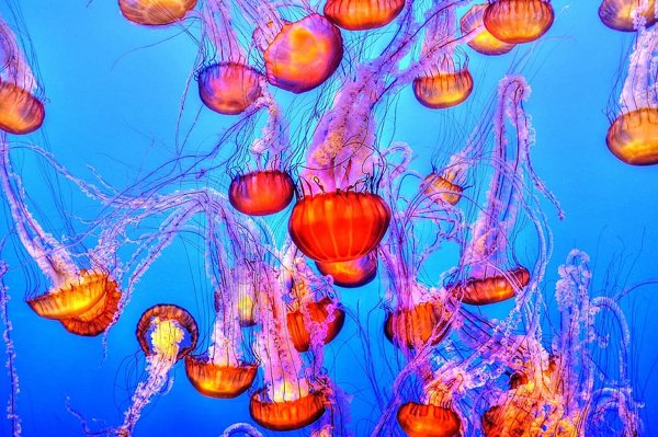 Jellyfish Facts