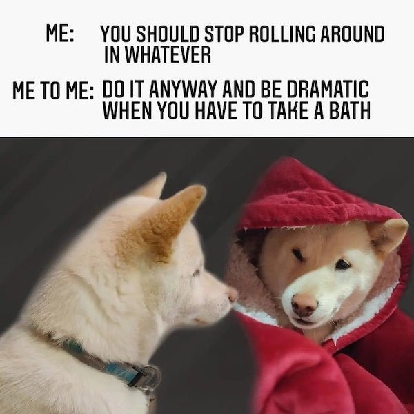 Dog Memes, part 10