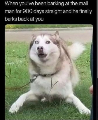 Dog Memes