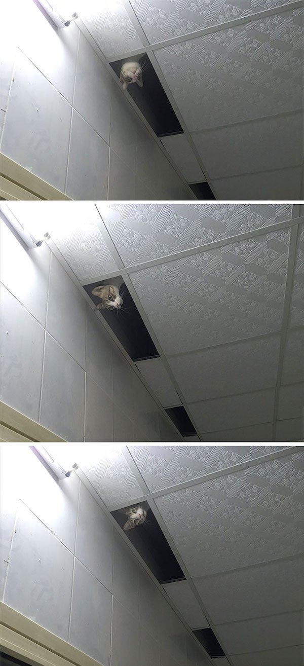 Ceiling Cats