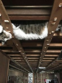 Ceiling Cats