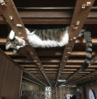 Ceiling Cats