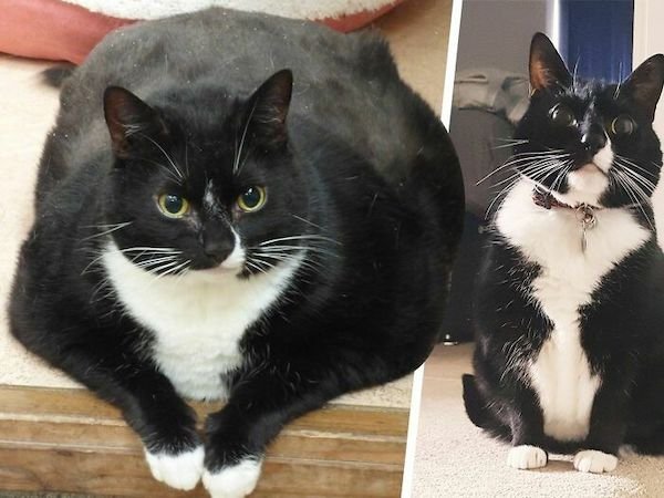 Pets Losing Weight