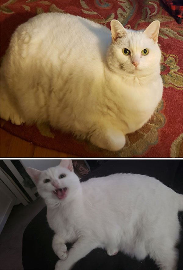 Pets Losing Weight