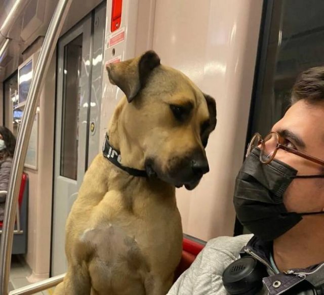 Dog That Uses Public Transport To Travel Around Istanbul
