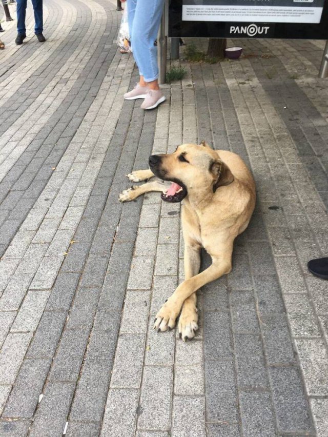 Dog That Uses Public Transport To Travel Around Istanbul