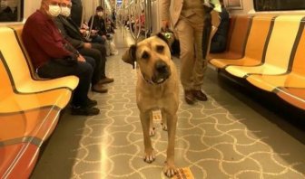 Dog That Uses Public Transport To Travel Around Istanbul