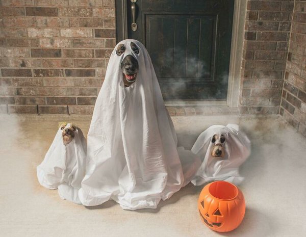 Pet Halloween Costumes