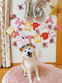 The Doge Meme Dog Turns 16 This Year