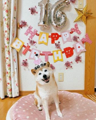 The Doge Meme Dog Turns 16 This Year