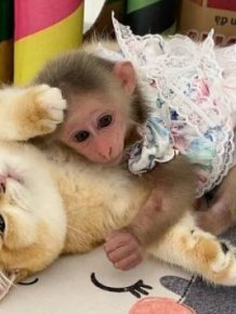 Cute Rescued Monkey BiBi