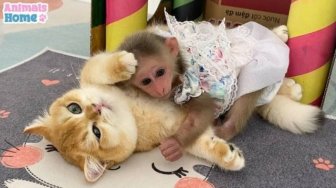 Cute Rescued Monkey BiBi