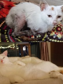 Pets Before And After Adoption