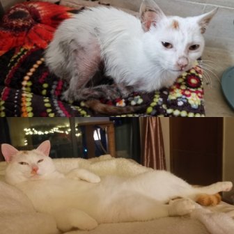 Pets Before And After Adoption