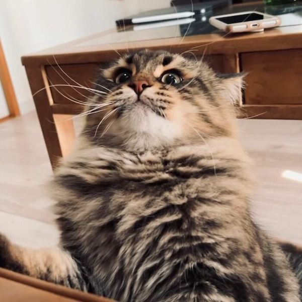 The Most Expressive Cat