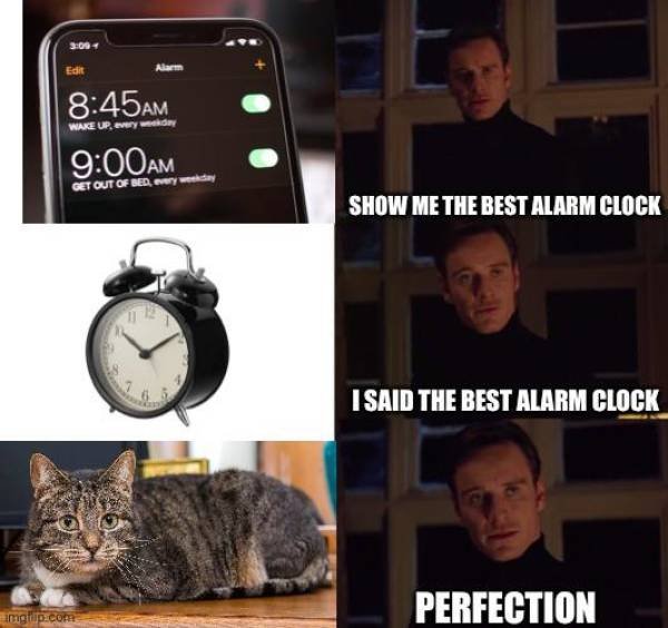 Cat Memes And Pictures