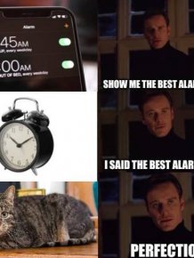 Cat Memes And Pictures