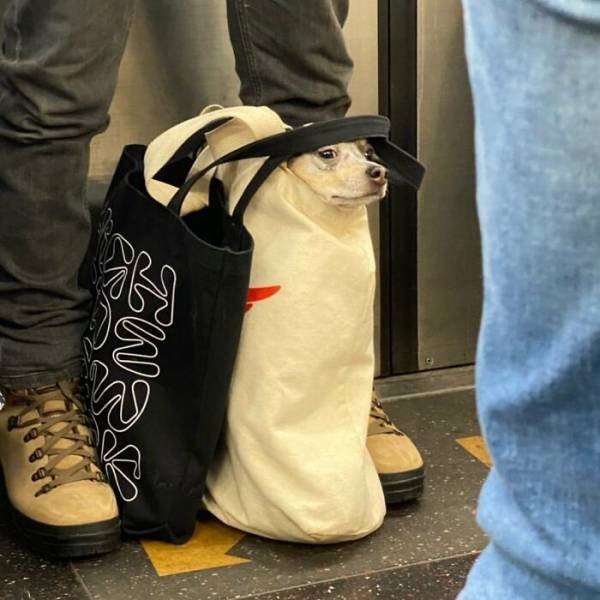 When You Keep Your Dog In Bag