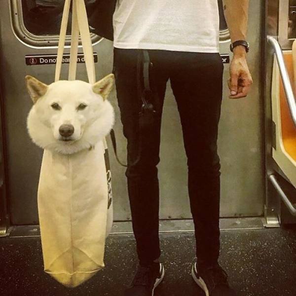 When You Keep Your Dog In Bag