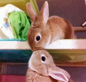 Cute Bunnies