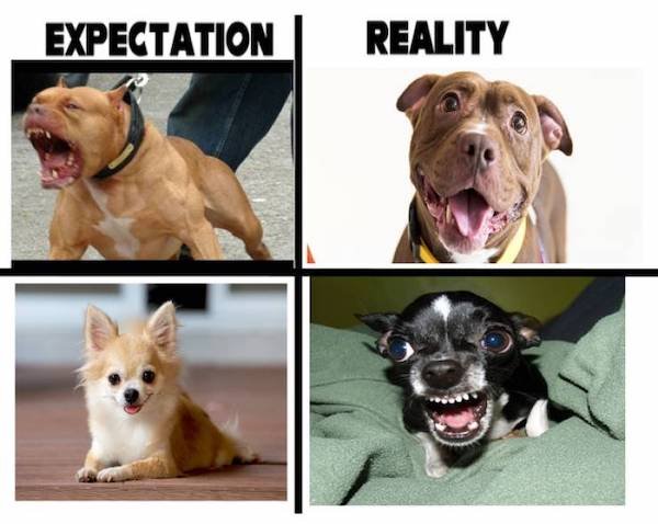 Expectations And Reality, part 5