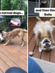 These Dogs Are Broken