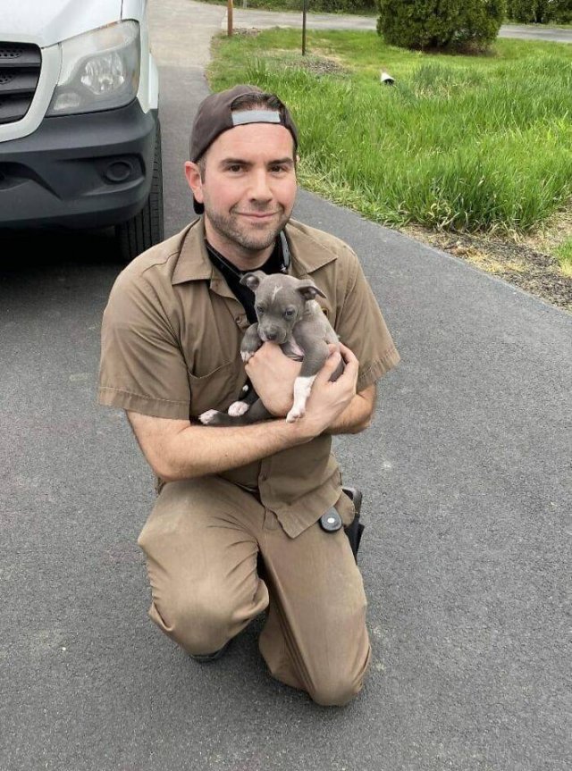 UPS Drivers And Cute Dogs