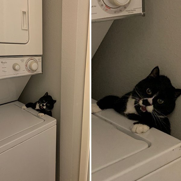 Cats In Unexpected Places