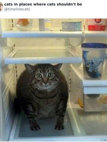 Cats In Unexpected Places