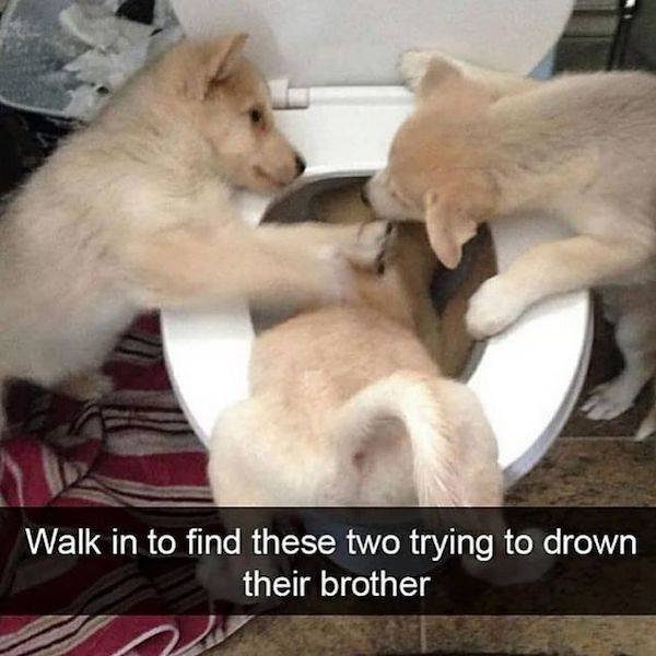 These Cute Dogs
