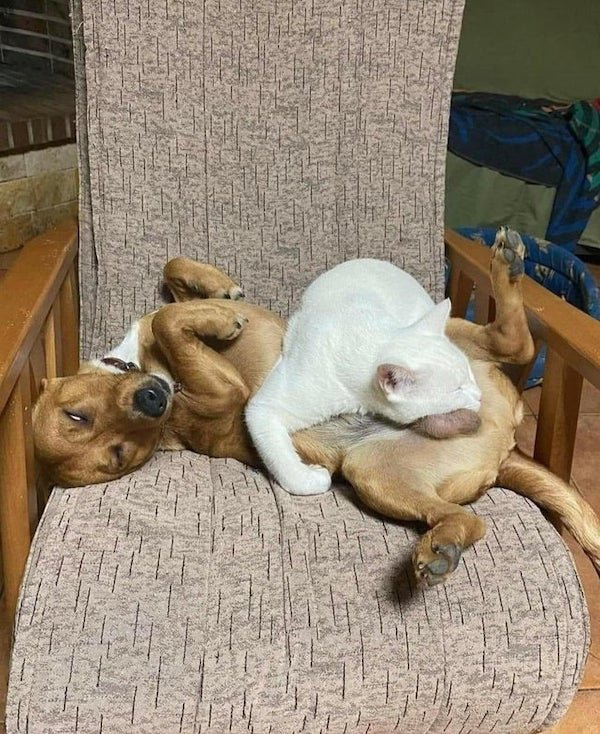 These Dogs Are Broken, part 6