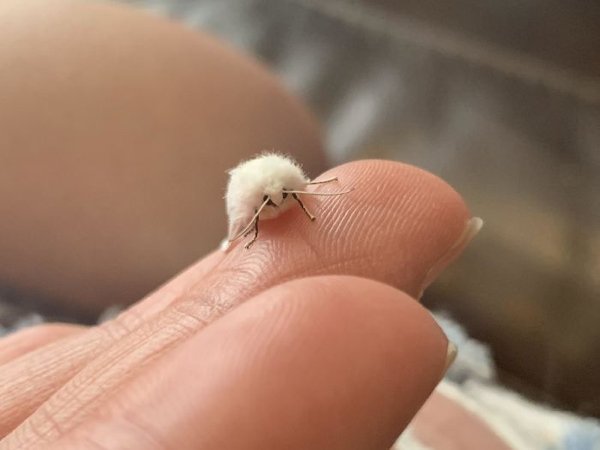 Tiny Animals, part 4
