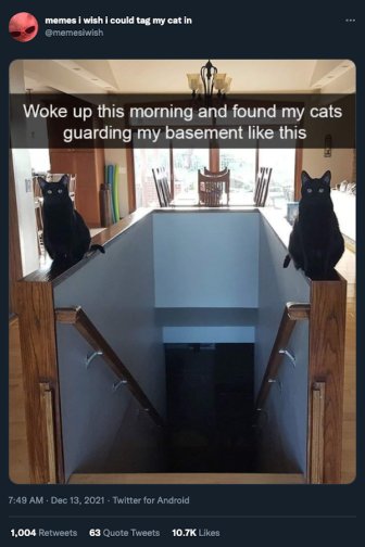 Cat Humor