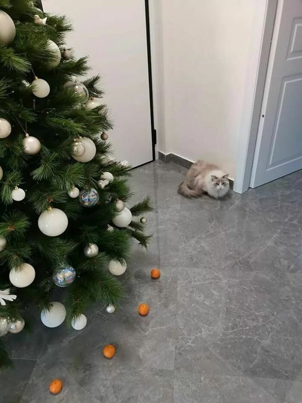 Christmas With Pets