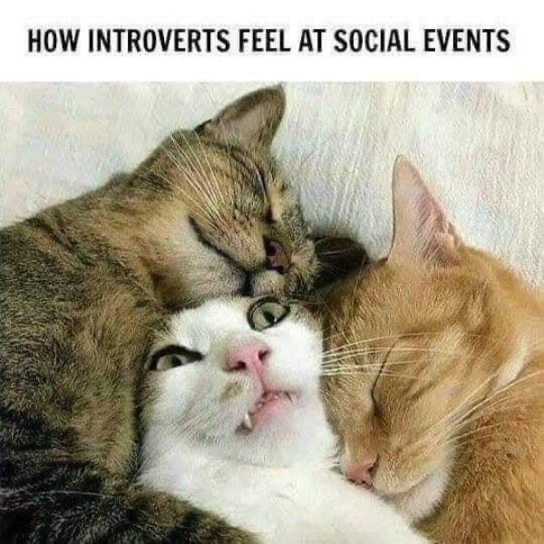Introvert Memes, part 13