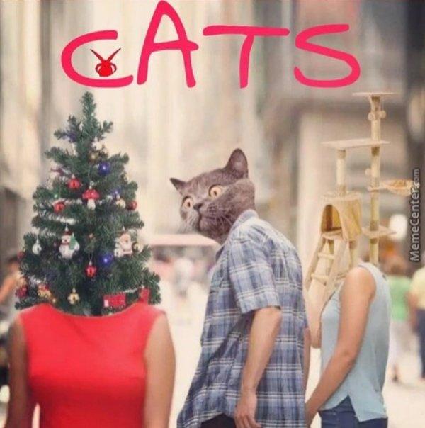 Hilarious Cats, part 23