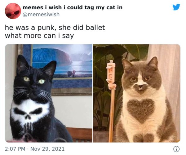 Cats Memes And Pictures, part 10