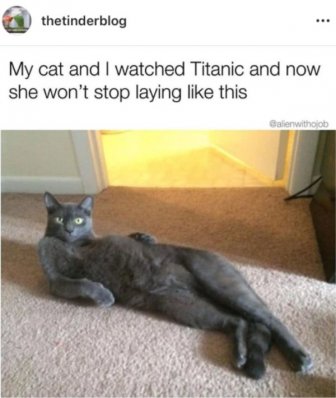 Hilarious Cats