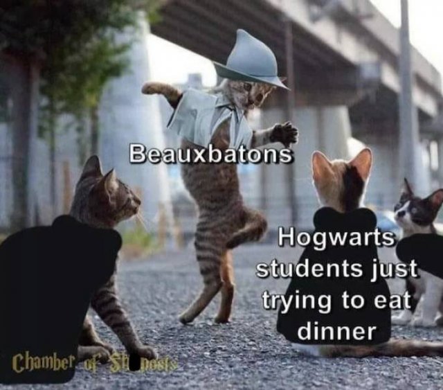 Memes About Harry Potter