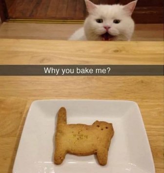 Funny Cats