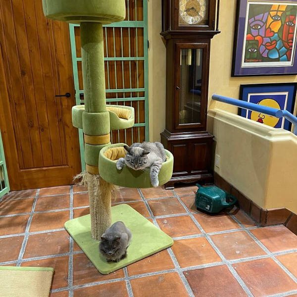 Perfect Cat House