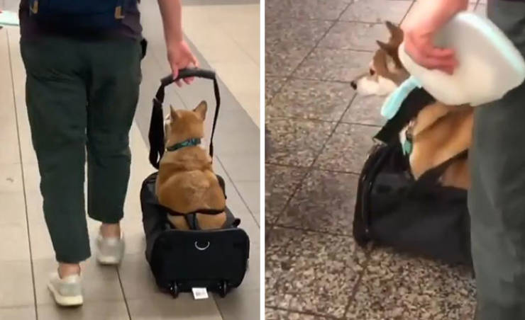 Dogs In Bags
