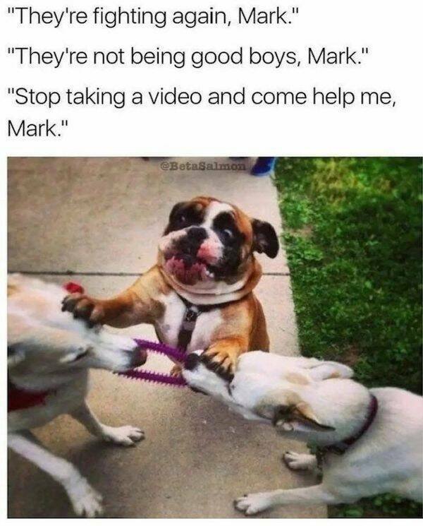 Memes With Dogs