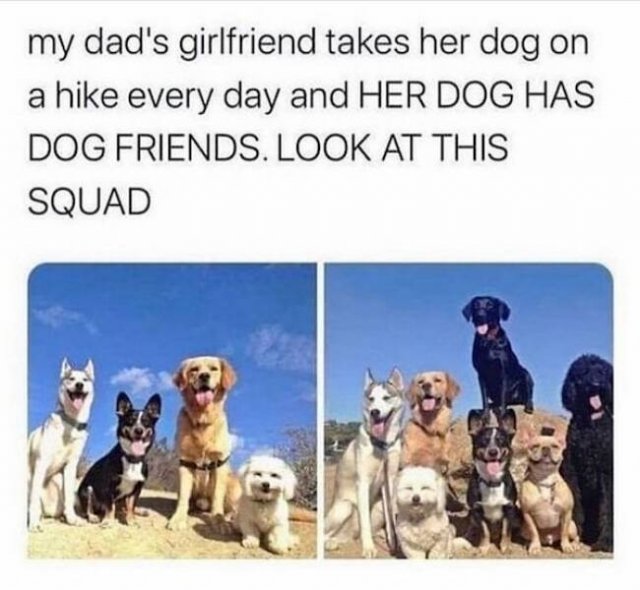 Memes With Dogs