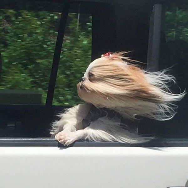 Dogs Against Wind