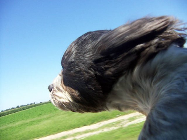 Dogs Against Wind