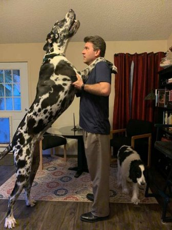 Huge Dogs