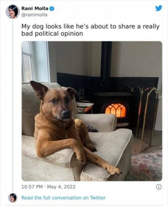 Funny Tweets About Animals