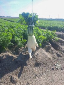 Funny Fruits And Vegetables