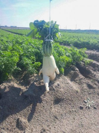 Funny Fruits And Vegetables